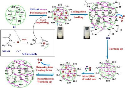 基于多糖細菌纖維素的溫敏性分子印跡技術 生物基材料在重金屬吸附領域的創(chuàng)新研發(fā)